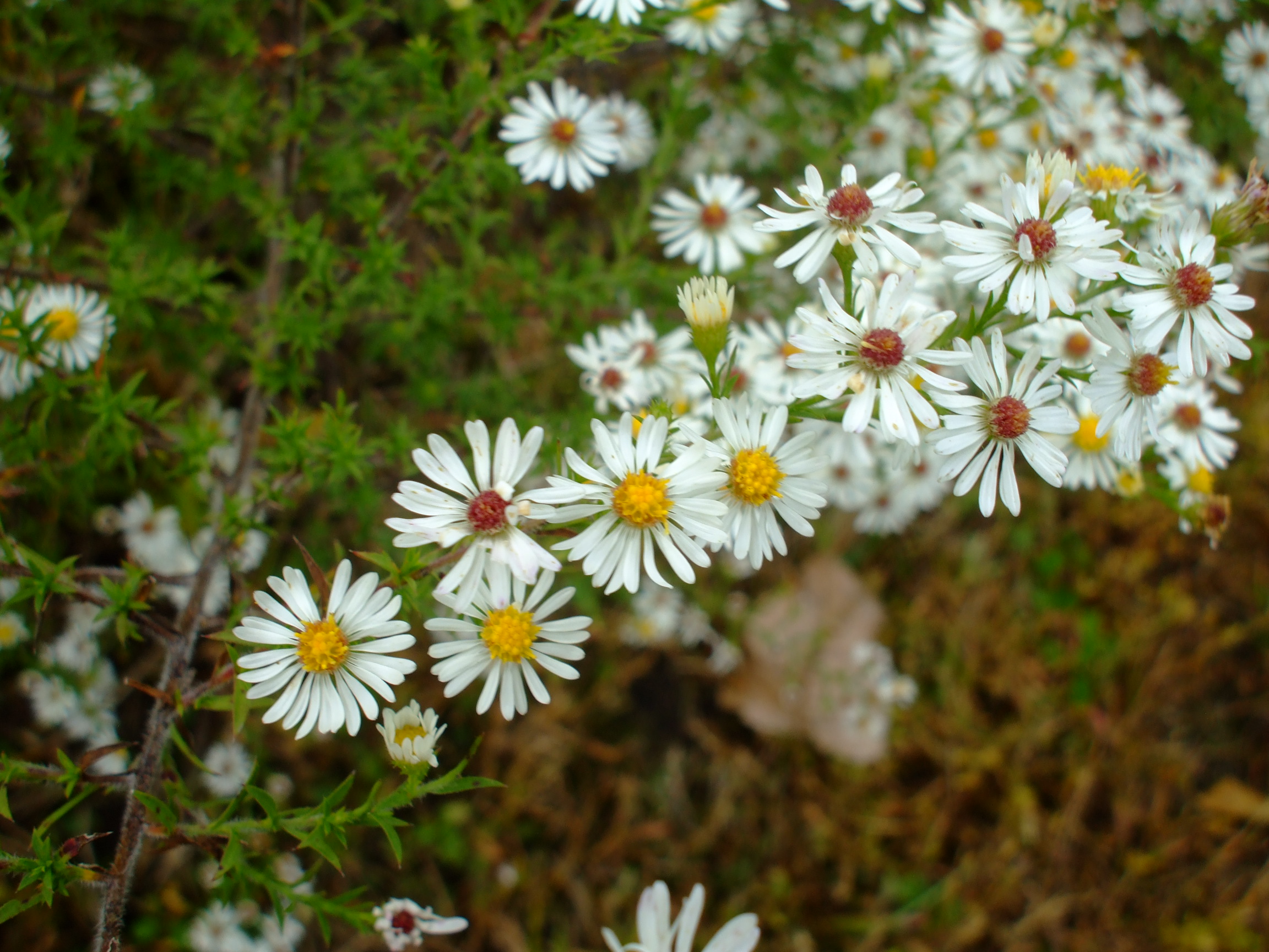 Symphyotrichum pilosum